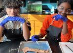  Wells Marine Biology Students Dissect Squid